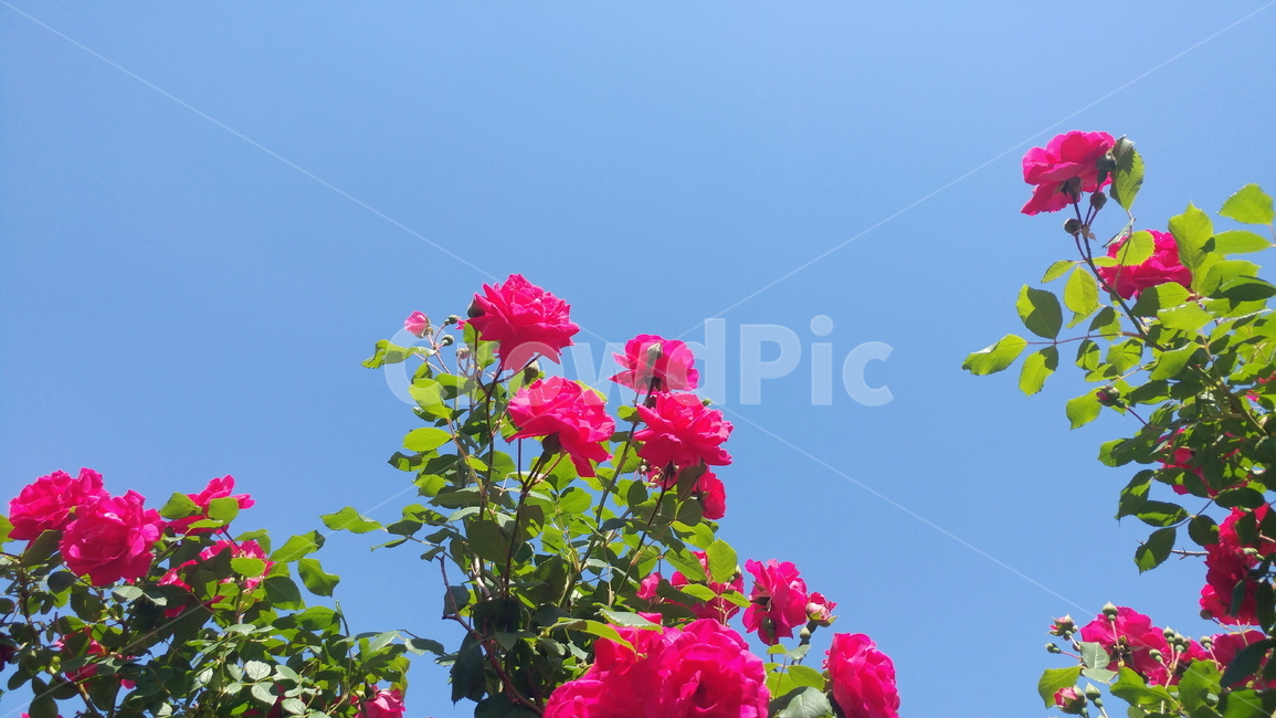장미,꽃,하늘,rose,flower,식물,봄
