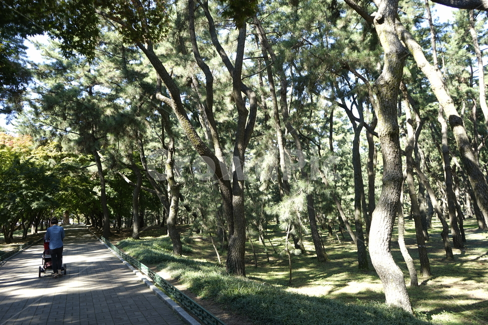 나무,숲,산책,모녀,가을,자연,풍경,nature,landscape,사람,인물,인간,human,person,가족,패밀리,family,plant,식물,tree,path,통로,outdoors,옥외