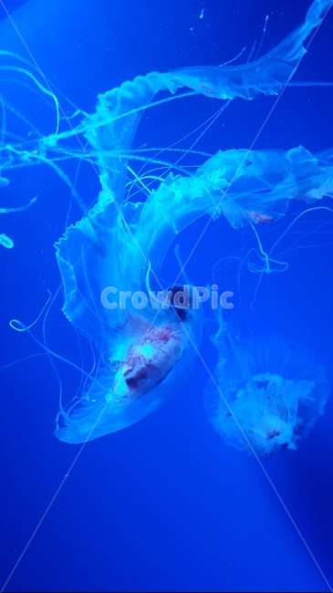 jellyfish,강장동물,해파리,심해,바다,바다생물,파란색,동물,animal