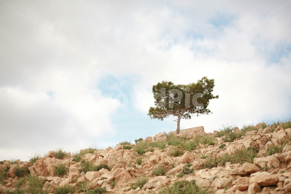 나무,언덕,자연,하늘,식물,tree,sky,자연,풍경,nature,landscape