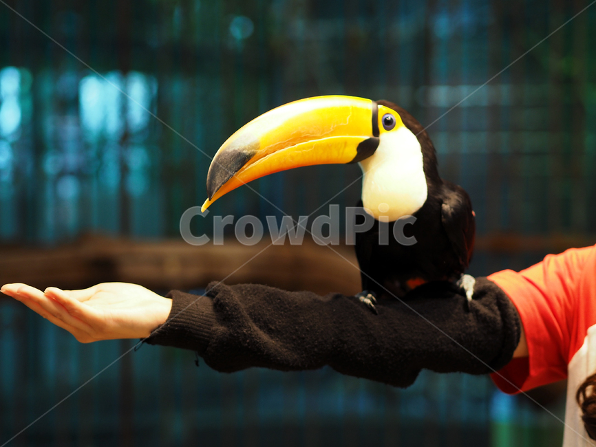 조류,투칸,토코투칸,큰부리새,동물원,anumal,bird,birds,tocotoucan,새,큰부리,부리,검은새,조류,새,birds