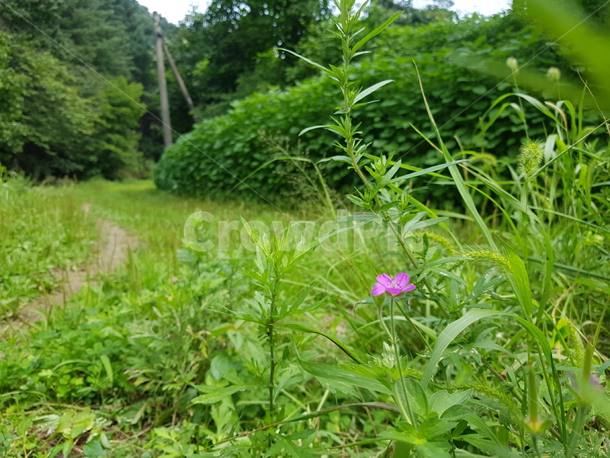 식물,자연,산길,숲,꽃,파란꽃,만개,잎,nature,plant,풍경,실외,낮,동양,아시아,환경,꽃잎