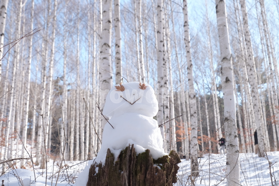 눈,나무,식물,자연,눈사람,plant,어두움,혼자,소멸,방긋,미소,활기,외로움,snow,설경,밝은,하늘,sky,blue,white,겨울,계절,winter,season,자연,풍경,nature,landscape,감성,sensible,feeling,outdoors,옥외