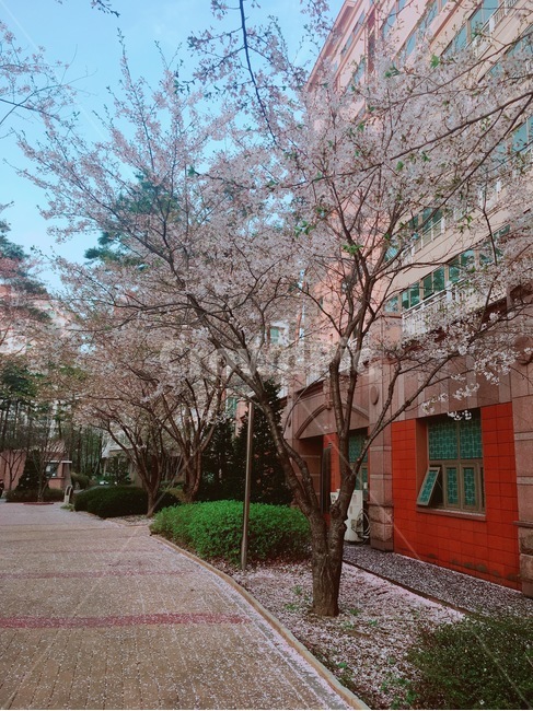 벚꽃,꽃나무,거리,꽃,봄,봄,계절,spring,season,plant,식물