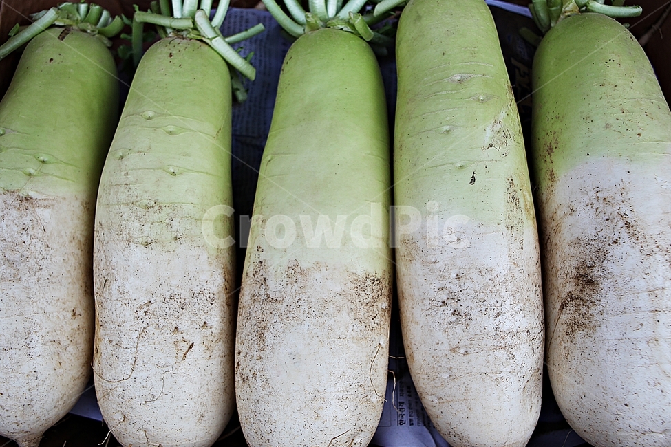 무우,깍뚜기재료,뿌리채소,채소,식재료,음식,요리,식물,식물,자연,plants,nature,음식,식재료,요리,food,cook,meal,dishes,food reserves,채소,야채,vegetables