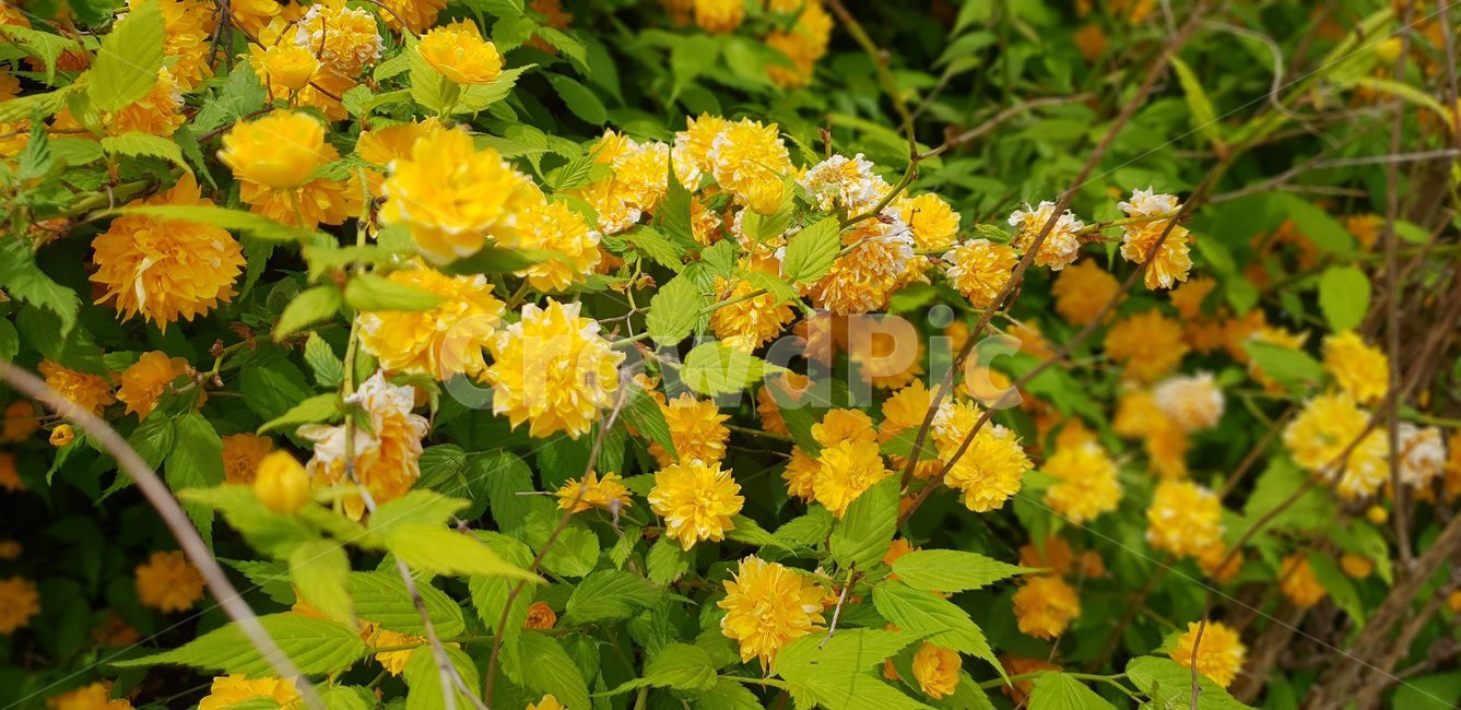 plant,식물,꽃,노란,flowers