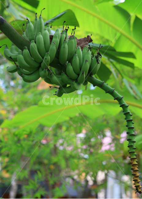 바나나나무,바나나,과일,신선한,그린바나나,bananatree,greenbanana,tree,fruit,fresh,banana,열대과일,다이어트,식물,식품,열매,식물,자연,plants,nature,과일,열매,fruit