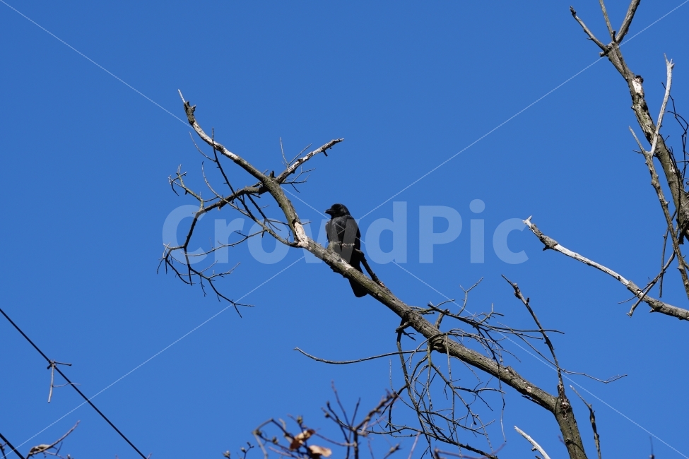 까마귀,새,조류,동물,bird,animal,하늘,sky,blue,나무,나뭇가지,겨울,winter,동물,animal,조류,새,birds