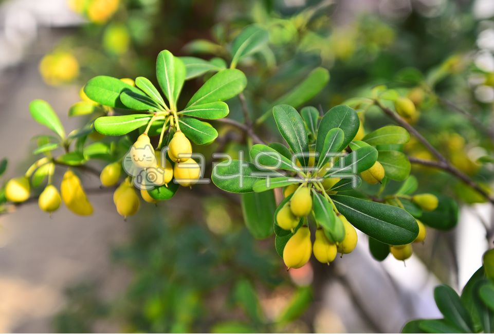 돈나무,상록활엽수,관목,돈나무열매,잎새,토종,관상수,식물,나무,leaf,잎,plant