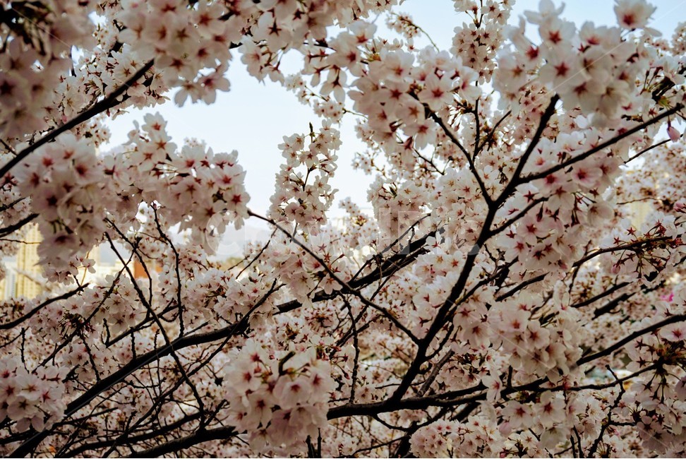 꽃,벚꽃,자연,풍경,사쿠라,봄,여름,나무,식물,소원,봄,계절,spring,season,식물,자연,plants,nature,꽃,flower,plant,blossom,cherry blossom