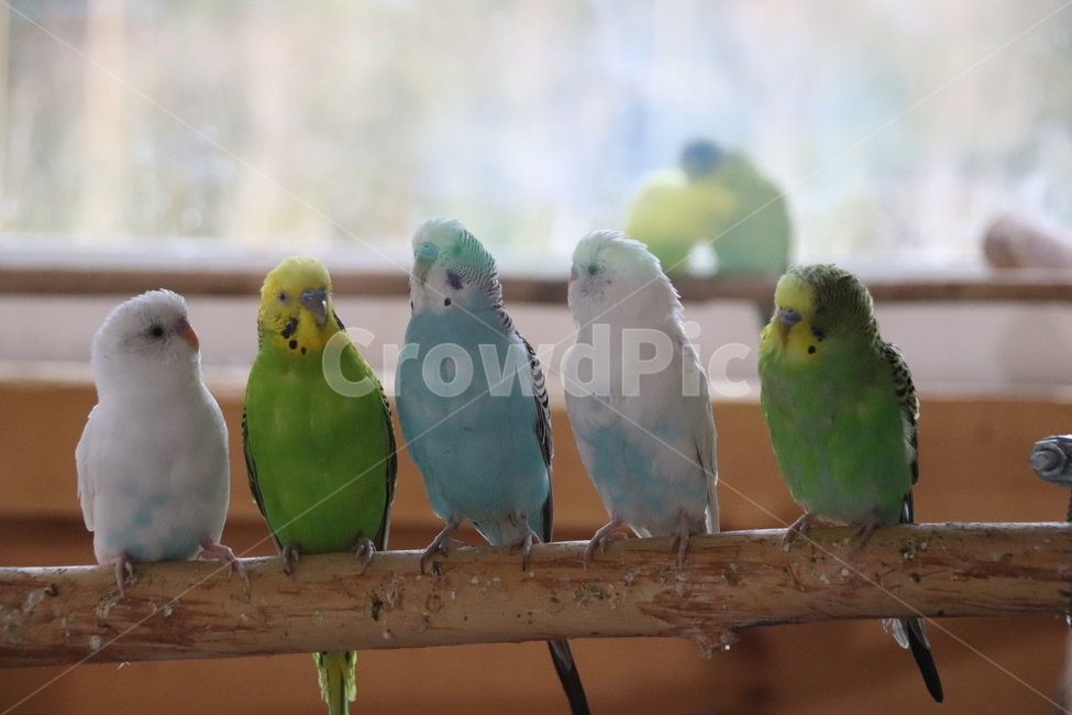 앵무새,자연,귀여움,예쁜색감,순함,동물,animal,조류,새,birds