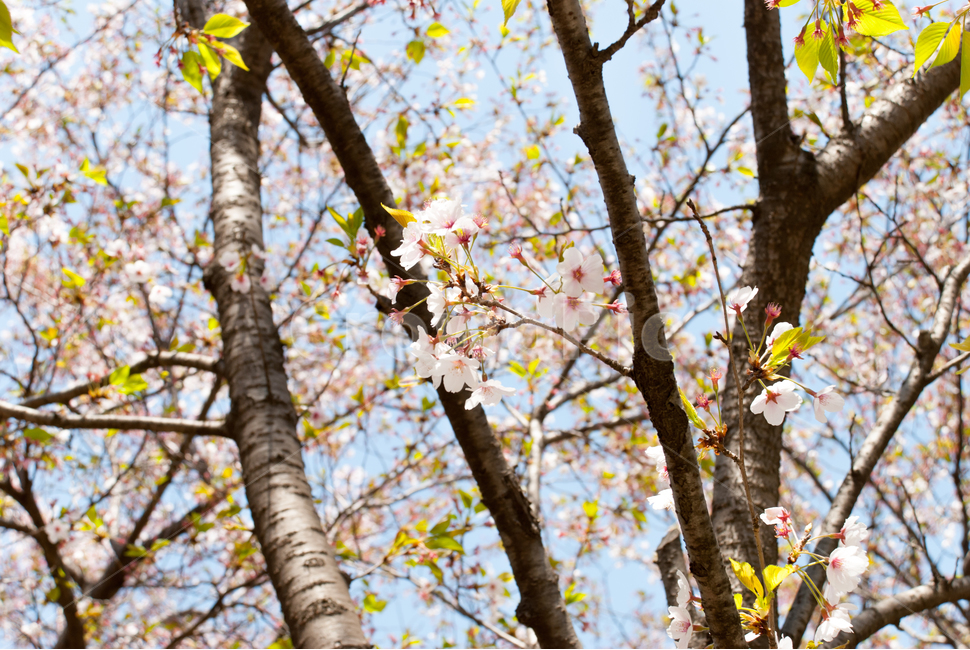봄,벚꽃,꽃,배경,자연,풍경,하늘,나무,공원,cherryblossoms,식물,벚나무,매화,계절,축제,조경,나뭇가지,시골,경치,화사한,핑크,향기,분홍,맑음,spring,season,flower,생화,만개,만발,봄,계절,spring,season,식물,자연,plants,nature,꽃,flower,plant
