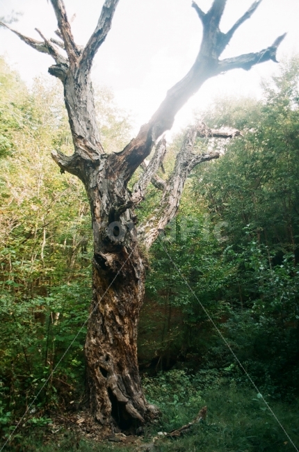 노목,고목,괴목,거목,죽은나무,식물,자연,plants,nature,나무,trees,wood