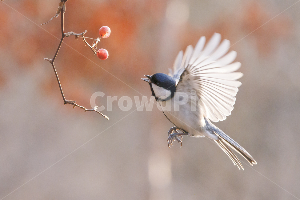 박새,자연,생태사진,호버링,접사,식물,자연,plants,nature,동물,animal,조류,새,birds,과일,열매,fruit