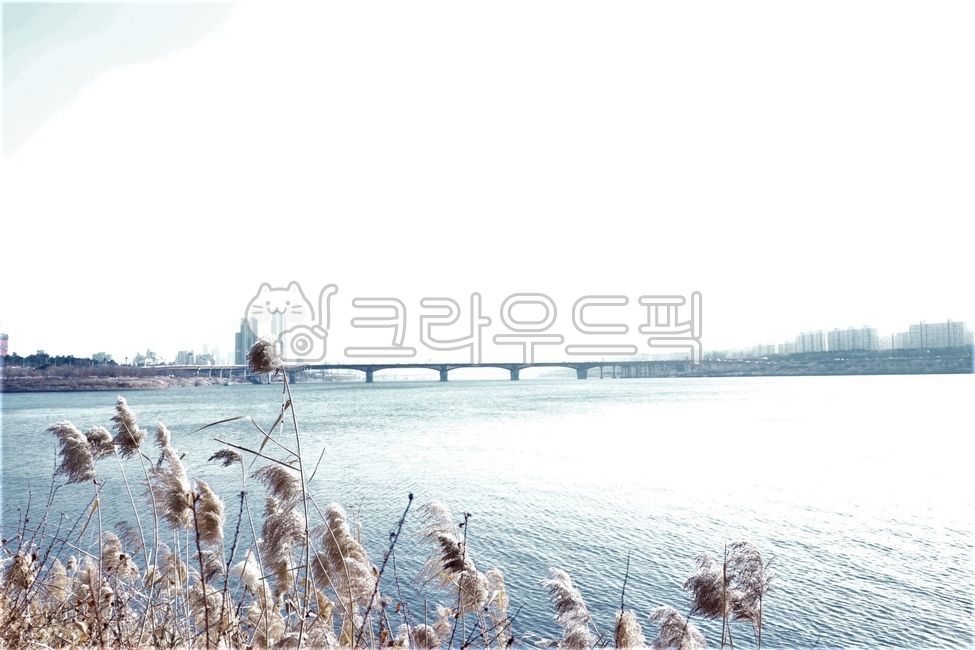 plant, 식물, 갈대, 갈대꽃, 갈대잎, 사진,이미지,일러스트,캘리그라피 - 포토제이작가