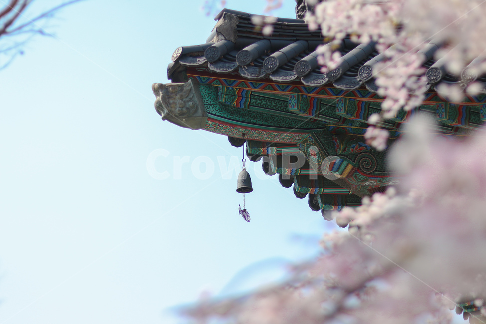 꽃,벚꽃,겹벚꽃,절,각원사,봄,계절,spring,season,한국전통,한국문화,korean traditional,korean culture,식물,자연,plants,nature,꽃,flower,건축물,건물외관,exterior,building,structure,architecture,construction