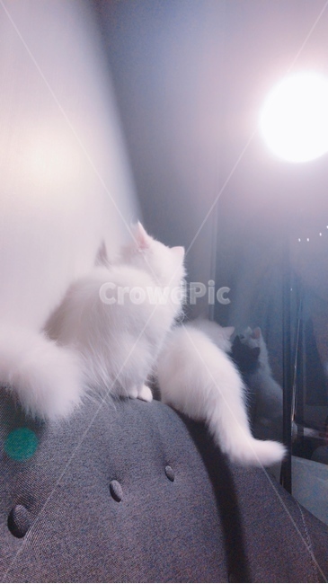 고양이,cat,페르시안,먼치킨,하얀고양이