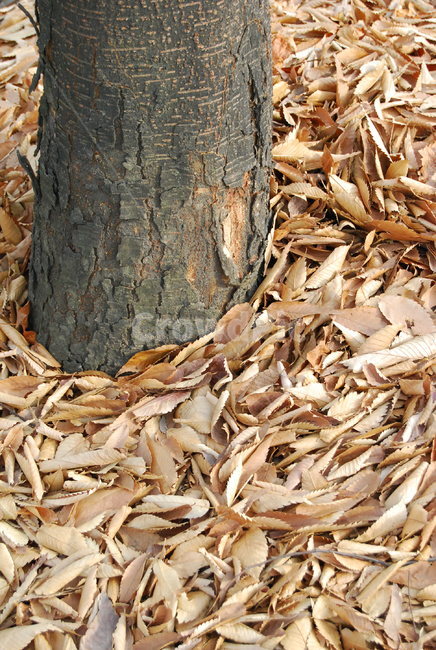 가을,낙엽,수북히쌓인,나무,쓸쓸함,가을,계절,fall,autumn,season,plant,식물