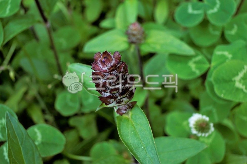 close up,macro,selfheal,wheat plant,affix,plant,prunellavulgaris,purple,honey grass
