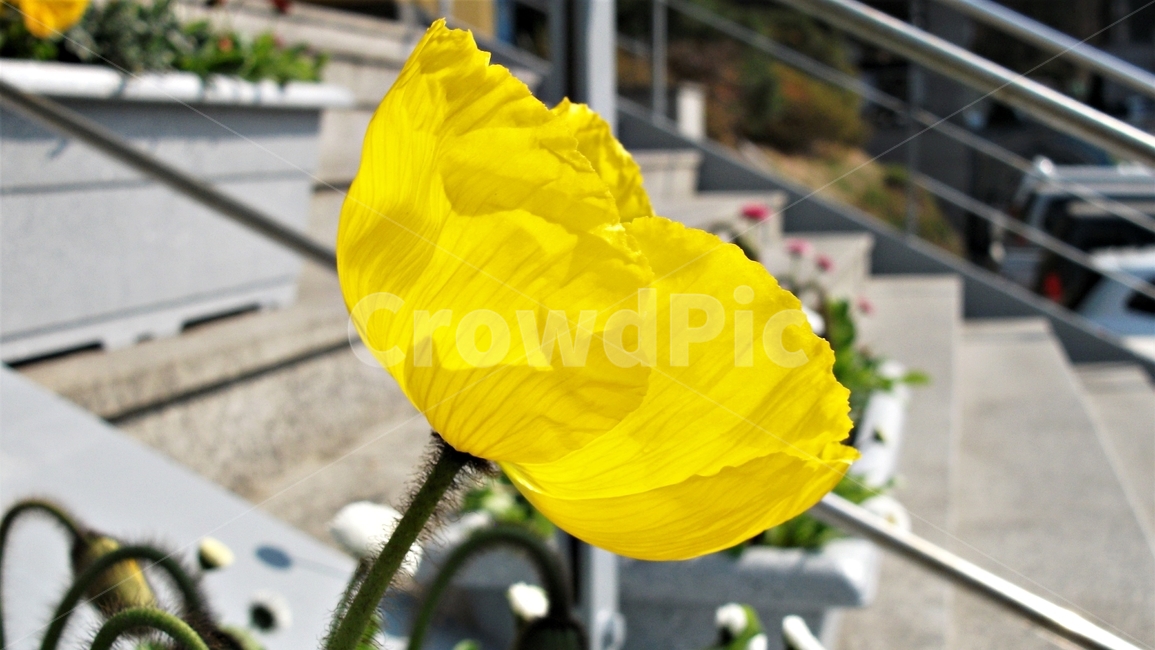 꽃,자연,식물,꽃잎,암술,수술,봄,spring,nature,bloom,petal,floral,scent,beautiful,plant,flower,식물,자연,plants,nature,꽃,flower