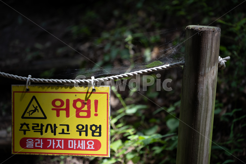 감성,자연,힐링,녹차밭,산