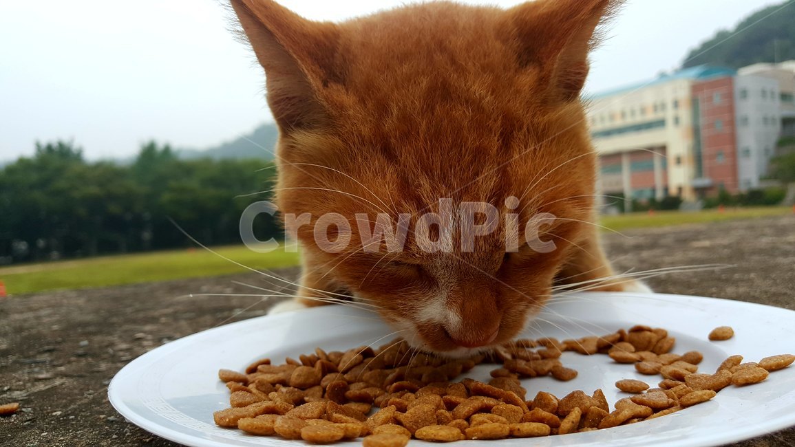 고양이,밥,동물,야생,cat