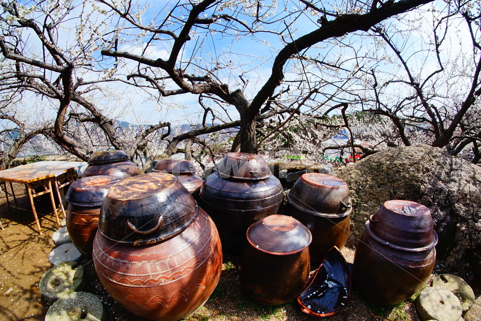 매화마을,봄,꽃,다압면,풍경,한국전통,한국문화,korean traditional,korean culture,사물,물건,오브젝트,thing,object,matter