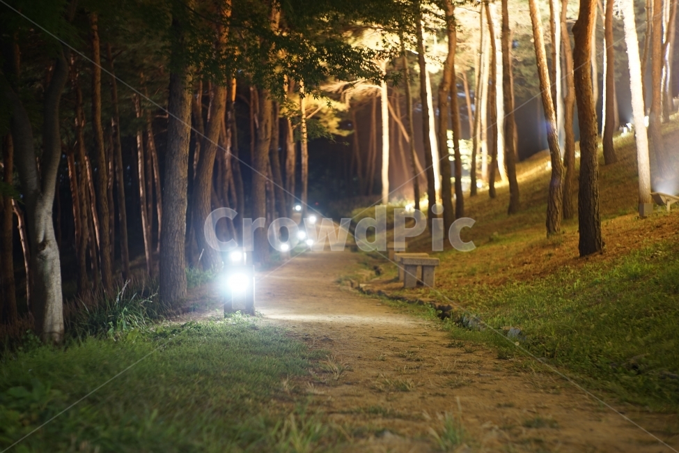 풍경,landscape,숲,forest,나무,wood,자연,nature,야경,fog,way,길거리,감성,자연,풍경,nature,landscape,야경,밤,nightscape,night,식물,plants,나무,trees,wood,light,빛,flare,플레어,tree,plant,sunlight,햇빛