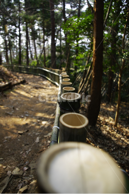나무,자연,식물,plant,nature,tree,울타리,대나무,길
