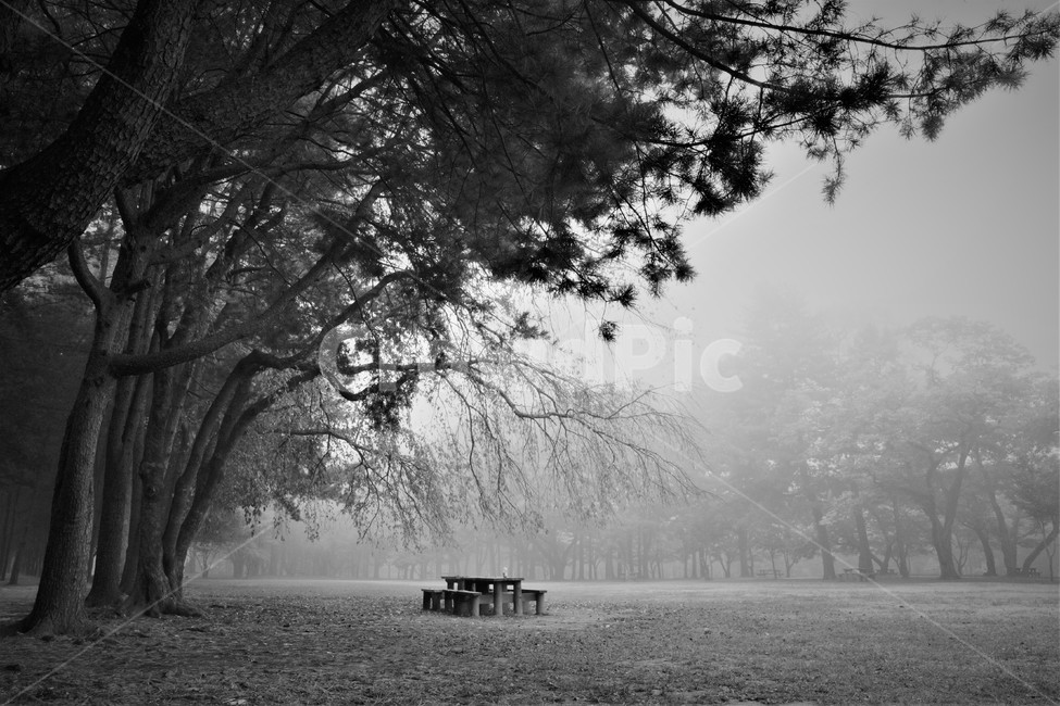 남이섬,가을,벤취,단풍,낙엽,자연,풍경,nature,landscape,흑백,모노톤,monochrome,black and white,bench,벤치,plant,식물,tree,나무