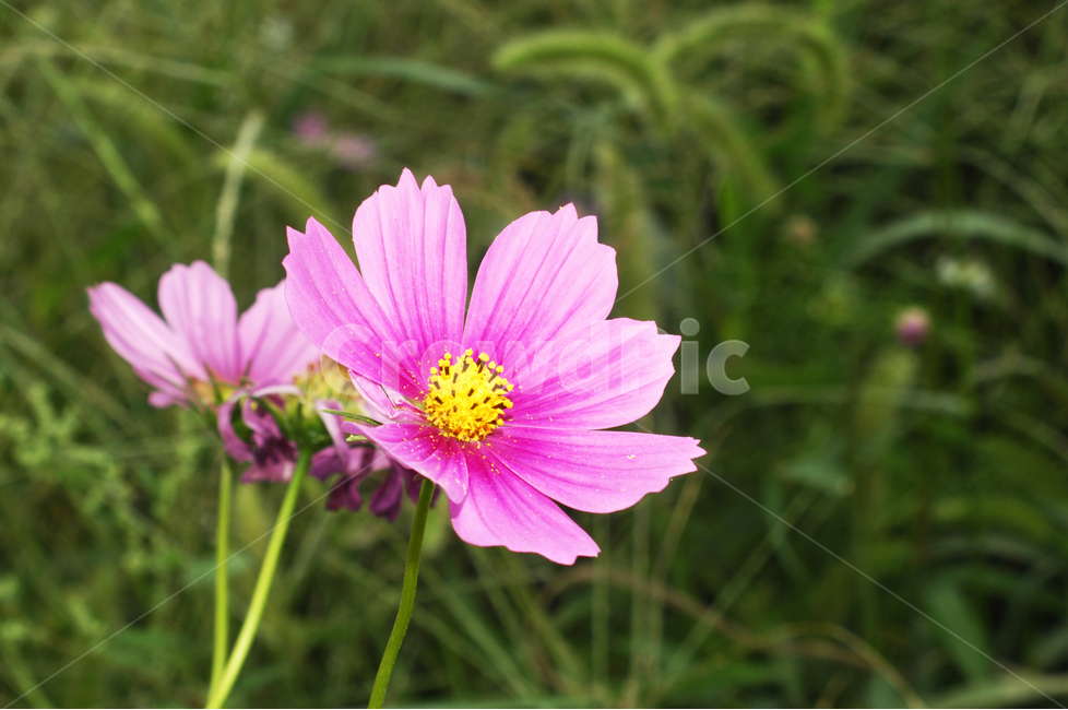 자연,식물,코스모스,가을,꽃,가을,계절,fall,autumn,season,식물,자연,plants,nature,꽃,flower,plant,blossom,petal,꽃잎