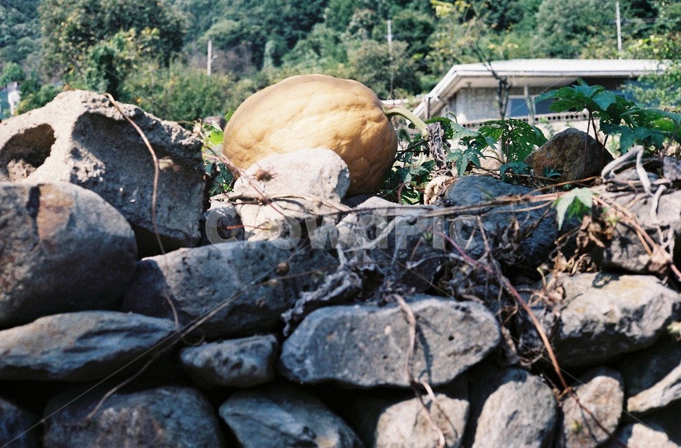 돌담,호박,넝쿨,자연,색감,배경화면,바탕화면,nature,돌,담,한국자연풍경,식물,자연,plants,nature