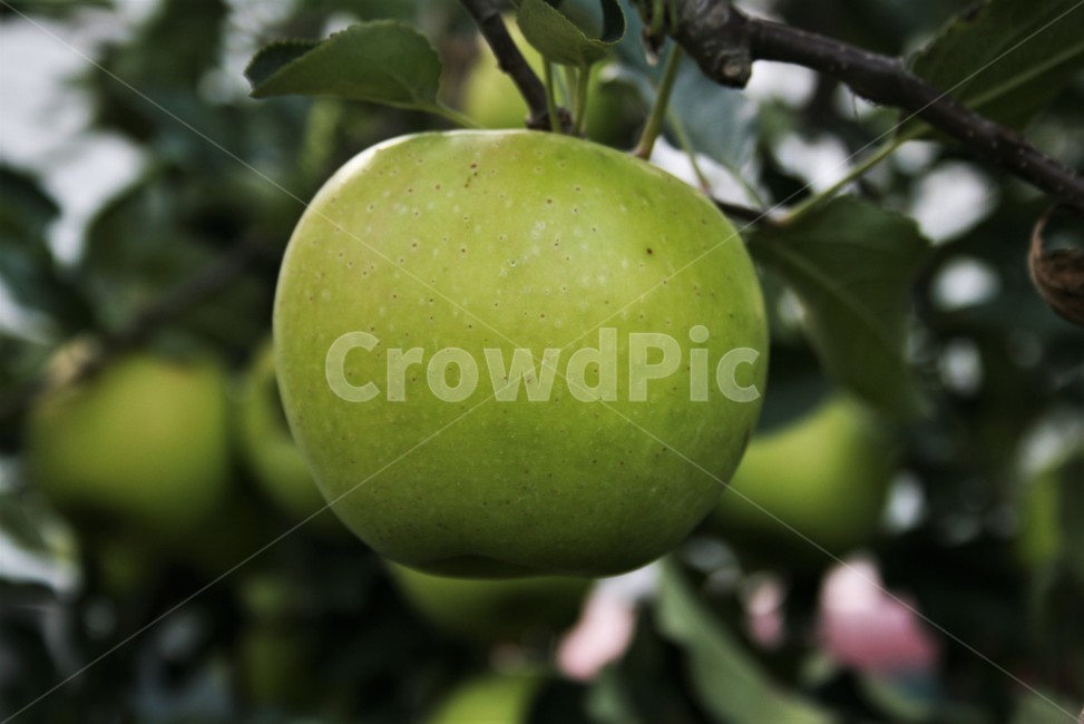 Apple varieties,Aori apple,Tsugaru Apple,Japanese crossbreeds,Aomori Apple Testing Center,green apple