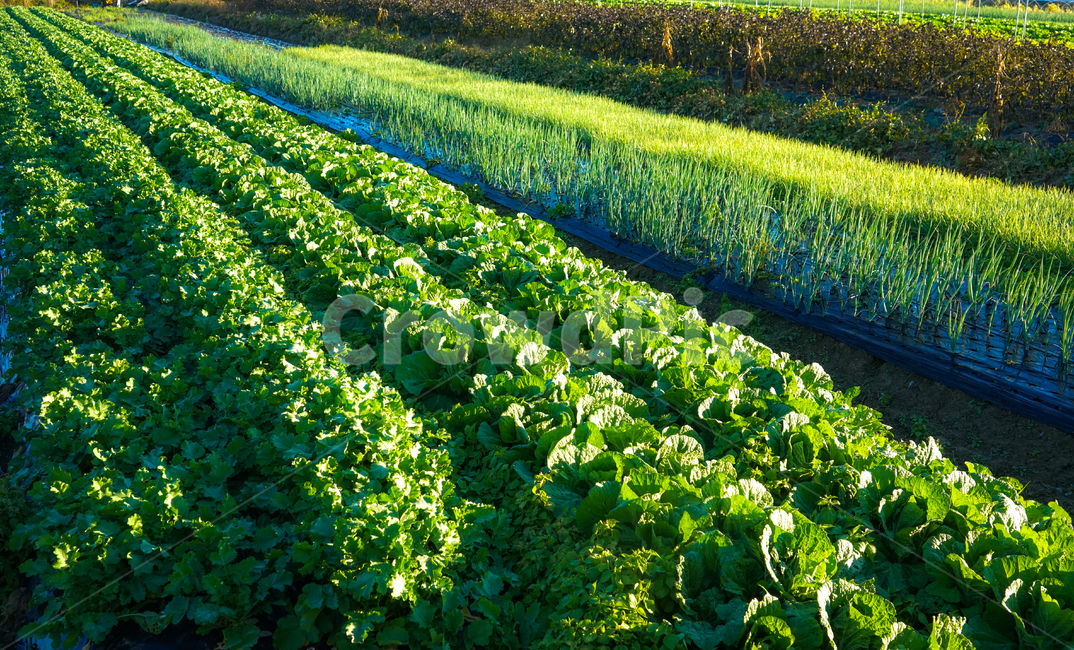 채소,채마밭,야채,밭,재배,식물,농사,농업,산업,industry,industrial,농업,농사,agriculture,farming,farming industry