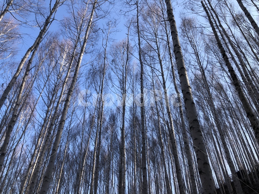 인제,자작나무,나무,tree,자작나무숲