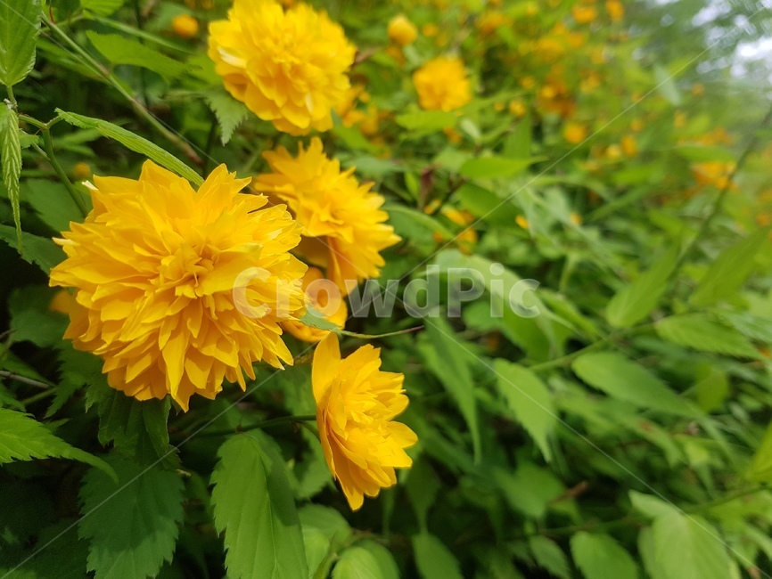 plant,식물,꽃,flower,blossom,노랑,노랑꽃,봄