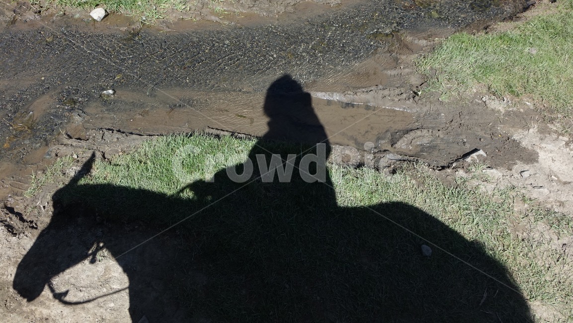 그림자,말,horse,승마,shadow,animal