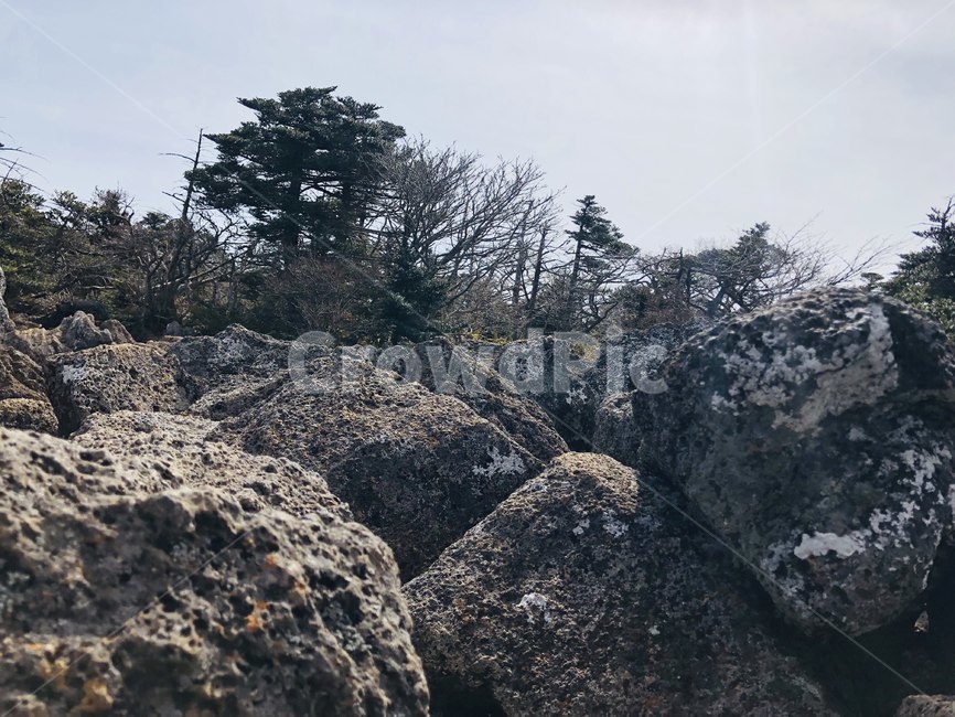 자연,나무,감성,이국적,숲,돌,바위,풀,자연,풍경,nature,landscape