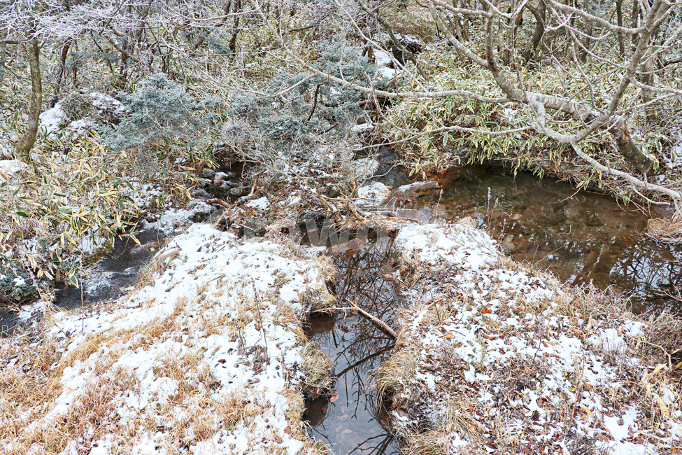 제주도,한라산,1100고지,한라산1100고지,설경,눈꽃,눈,snow,자연,nature,옥외,outdoors,습지