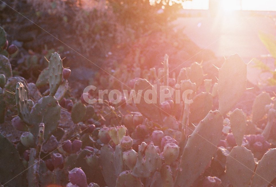 flare,플레어,light,빛,선인장,필름사진,감성사진,식물,자연,plants,nature,휴식,힐링,rest,relaxation,healing