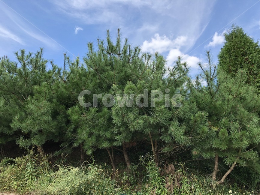 시골,하늘,가을,식물,나무,풍경,자연,풍경,nature,landscape,tree,plant,conifer,구과 식물