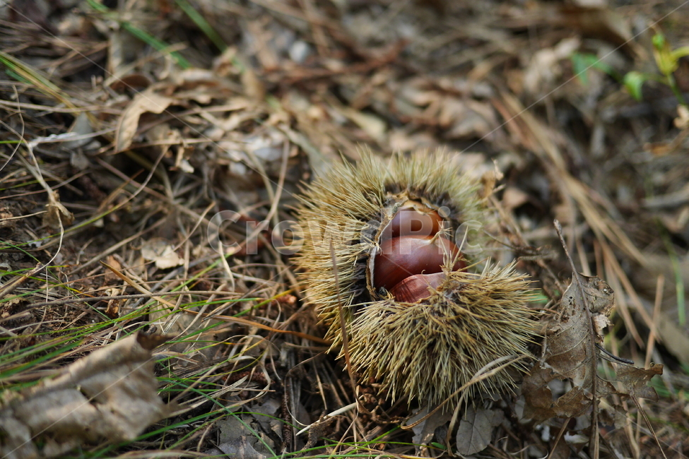 밤,밤송이,가을,가시,열매,수확,가로,자연,추수감사,추수감사절,가을,계절,fall,autumn,season,음식,식재료,요리,food,cook,meal,dishes,food reserves,과일,열매,fruit,plant,식물