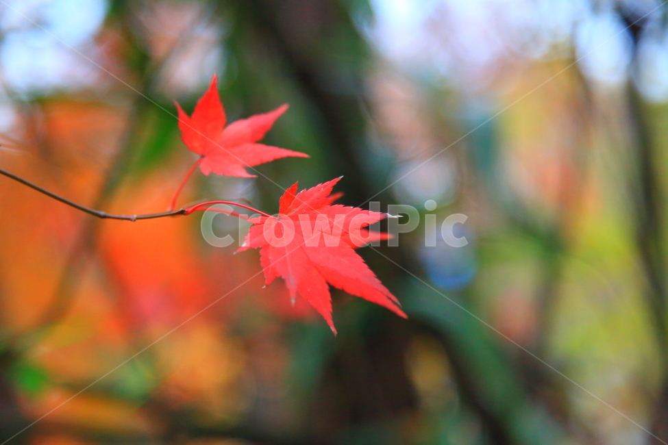 가을,낙엽,접사,근접촬영,클로즈업,가을,계절,fall,autumn,season,plant,식물,leaf,잎,tree,나무