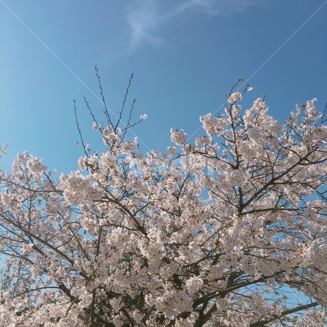 plant,식물,flower,꽃,blossom,cherryblossoms,봄,spring