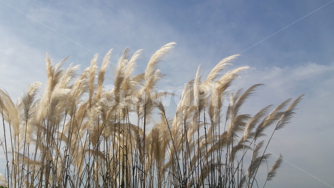 plant,식물,갈대,reed,하늘,sky,식물,자연,plants,nature