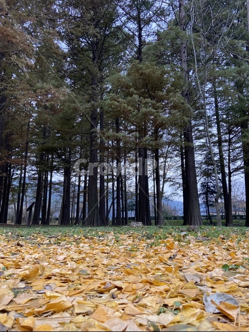은행나무,메타세콰이어,계절,풍경,감성사진