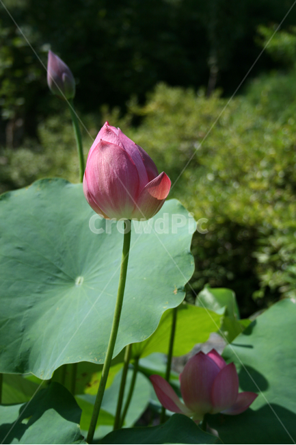 연꽃,연잎,식물,flower,plants,nature,꽃,꽃봉오리,연못,식물,자연,plants,nature,꽃,flower
