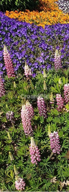 화단,꽃,화사함,봄,따듯함,식물,자연,plants,nature,꽃,flower