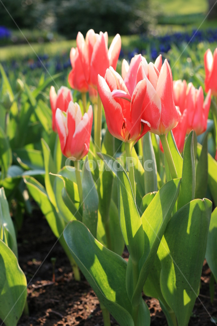 꽃,정원,튤립축제,식물,꽃밭,튤립,분홍튤립,분홍색꽃,pinktulip,flower,garden,tulip,식물,자연,plants,nature,꽃,flower
