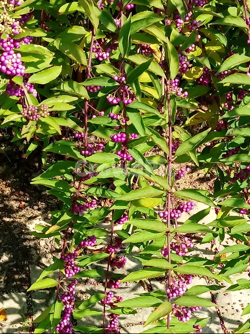 leaf,잎,열매,보라색열매,식물,plant,과일,열매,fruit